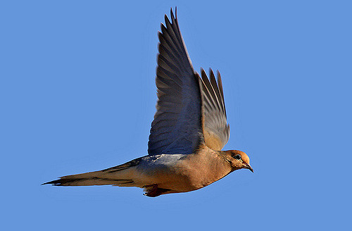 A Special Dove Hunt with Old Friends