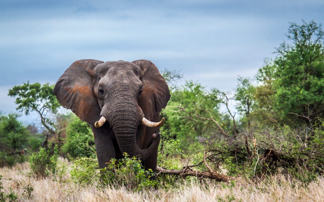 Botswana President Welcomes Duke Of Cambridge’s Recognition Of Hunting As Conservation