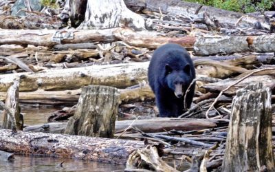 The Black Bear Cometh