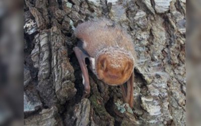 What to do when a bat is inside your home