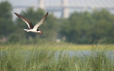 Deadline Approaching for Fundraising Project to Protect Threatened Coastal Birds