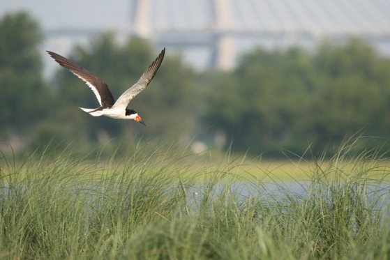 Deadline Approaching for Fundraising Project to Protect Threatened Coastal Birds