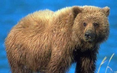 RMEF, SAF Oppose Yellowstone Grizzly Ruling