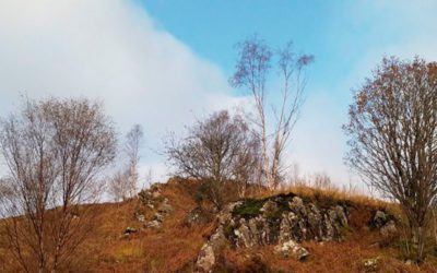 Incredible Photo of Deer Hiding in Plain Sight: Can You Spot It?