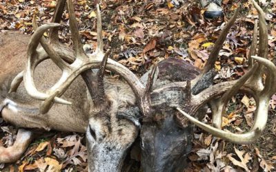 ‘Two-headed’ deer killed in Ballard Co., KY