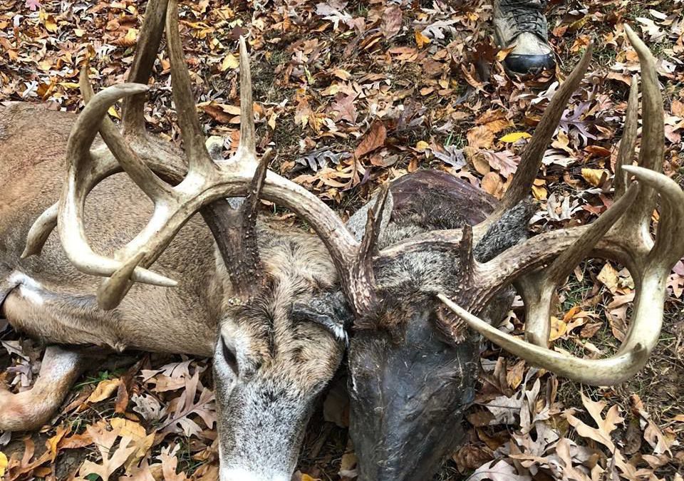 ‘Two-headed’ deer killed in Ballard Co., KY