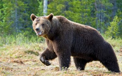 grizzly bear in wild