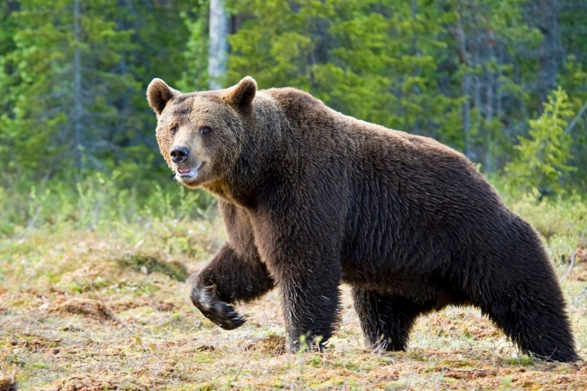 grizzly bear in wild