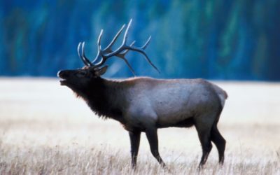 Hunters take 99 Elk during Pennsylvania 2018 Season