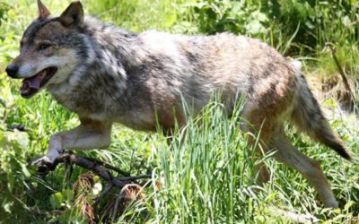 Wolf De-Listing Bill A Win For Hunters