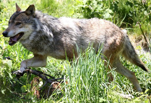 Wolf De-Listing Bill A Win For Hunters