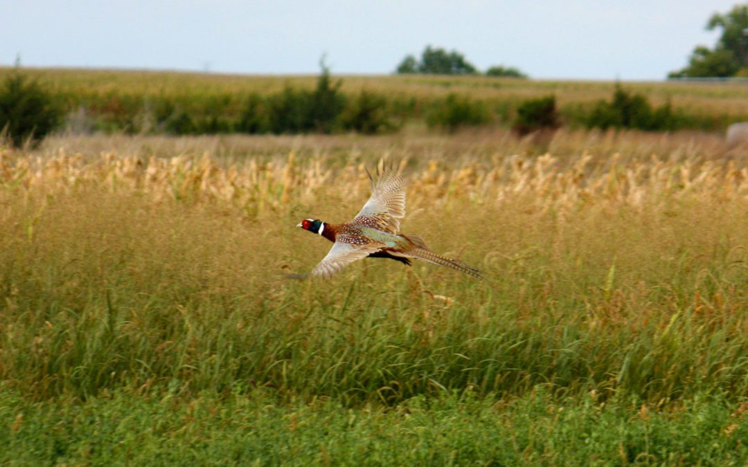 Why We Miss Birds in Upland Hunting