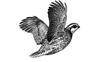 Excerpt from “Amid Whirring Wings”