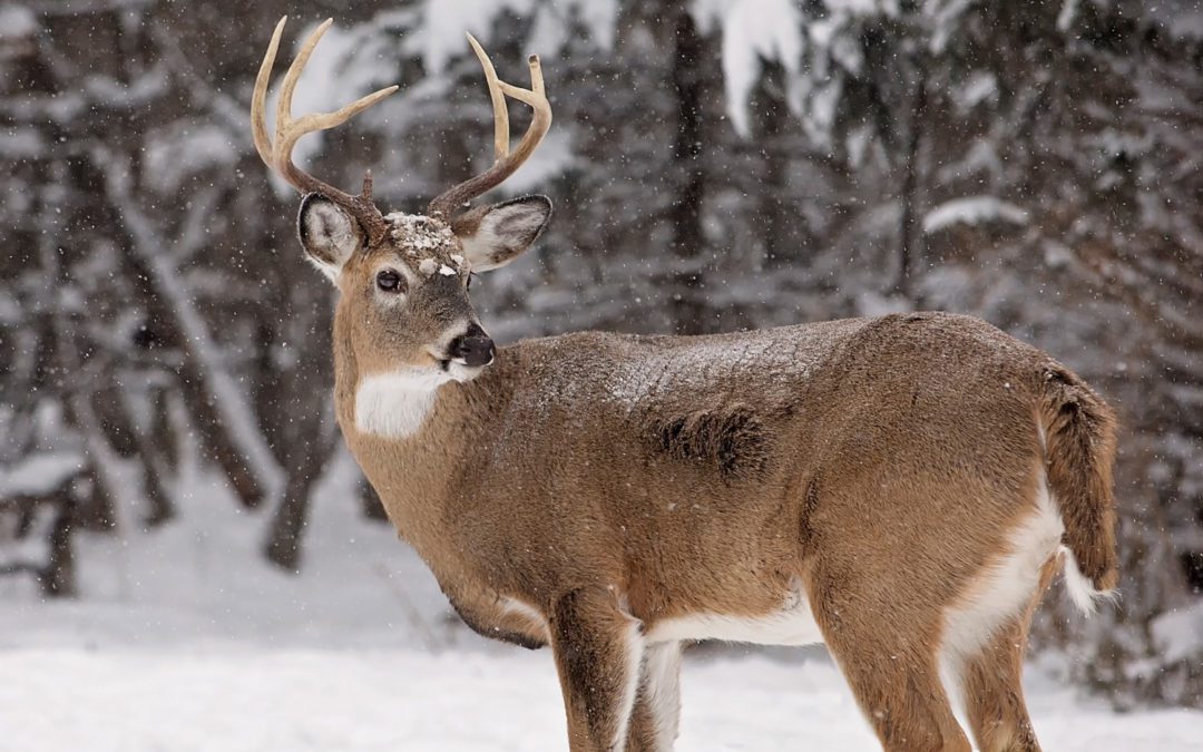 Minnesota DNR Adding 2 Extra Weekends in December for Deer Hunters