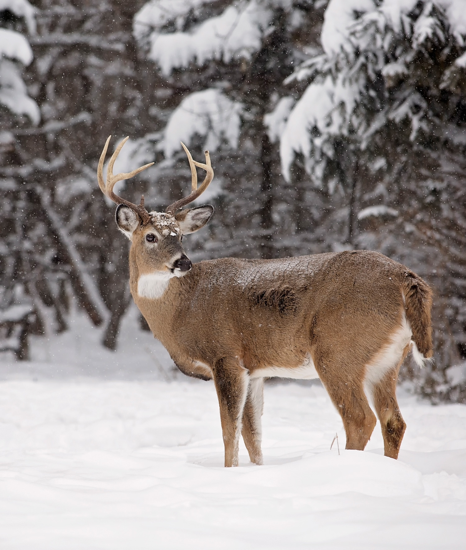 Minnesota DNR Adding 2 Extra Weekends in December for Deer Hunters ...