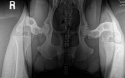 Editor’s note: Where you can find PennHip screening for CHD