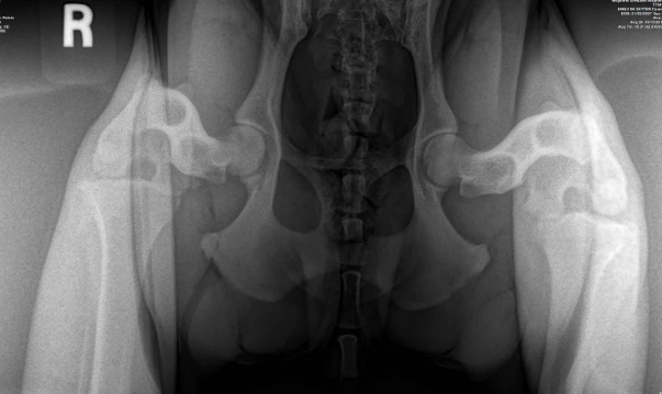 Editor’s note: Where you can find PennHip screening for CHD