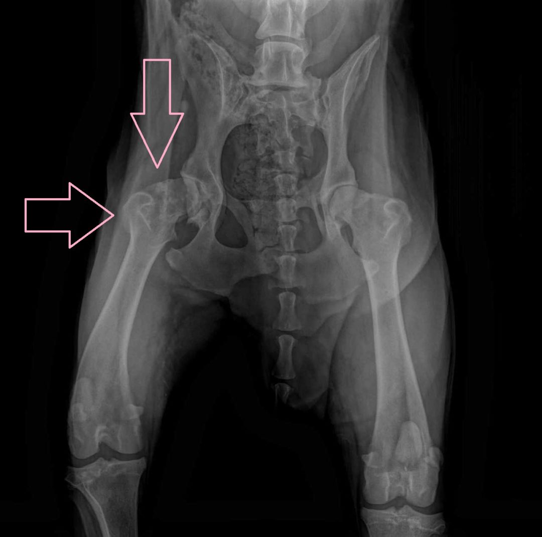 Canine Hip Dysplasia and PennHip - Sporting Classics Daily