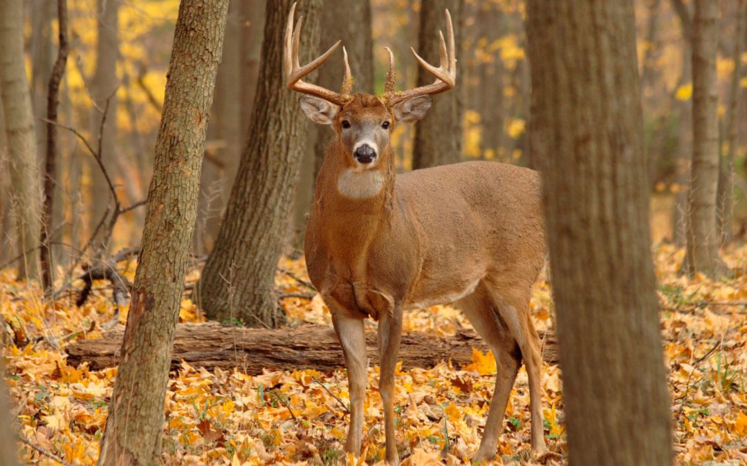 Mississippi Woman Bags 2 Deer With 1 Shot at 101 Years Old