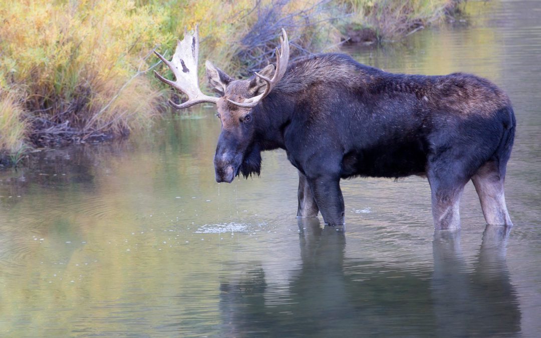 ALERT: National Wildlife Federation needs help to protect Boundary Waters