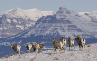 Whiskey Mountain Bighorn Sheep Collaboration Gets Underway