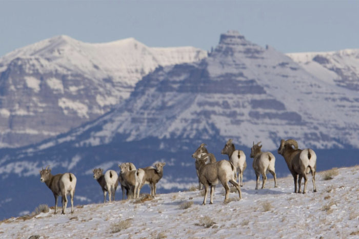 Whiskey Mountain Bighorn Sheep Collaboration Gets Underway