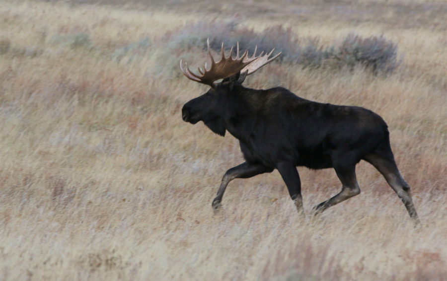 Canada Pays Hunters To Kill Moose