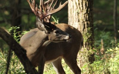 Behind the High Fence