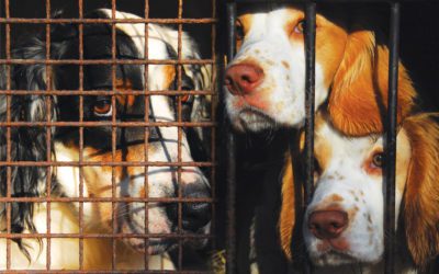 It Was the Dog’s Fault