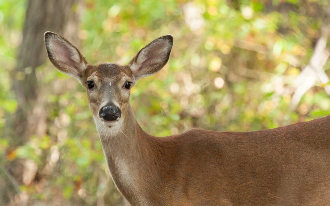 The Bob-Tailed Doe