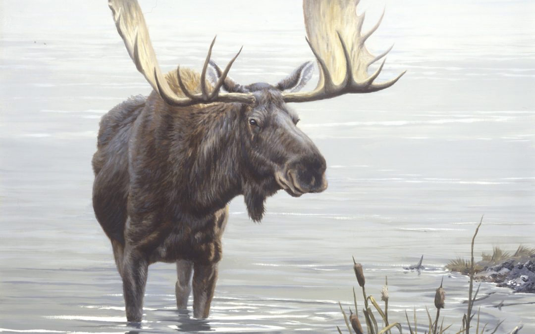 The Final Charge: Roosevelt’s Bull Moose