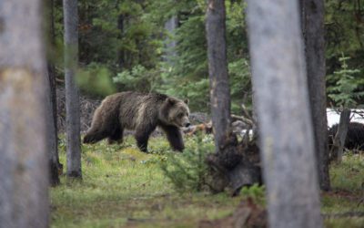 Wyoming Preps to Defy Feds with Grizzly Hunt