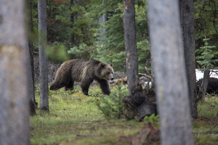 Wyoming Preps to Defy Feds with Grizzly Hunt