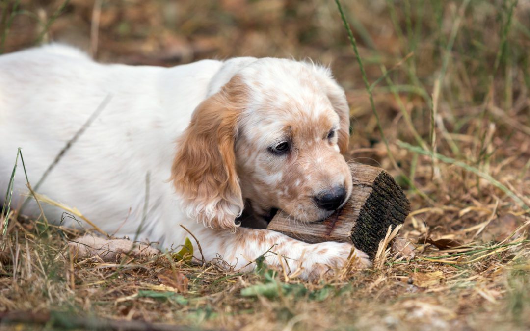 That Dog’ll Hunt: Best Bird Dog Names