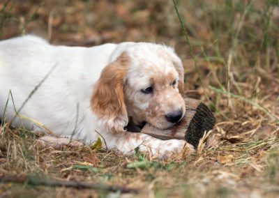 best bird dog names