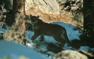 Colorado Runner Suffocates Mountain Lion During Attack