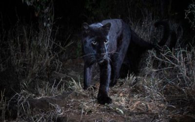 First African Black Panther In A Century Spotted In Kenya
