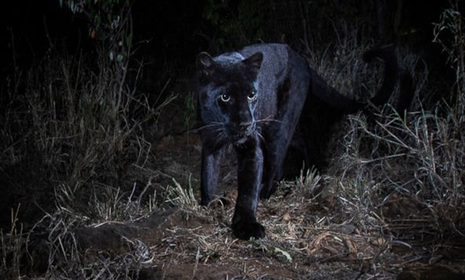 First African Black Panther In A Century Spotted In Kenya