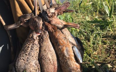 Small Ducks and Big Memories