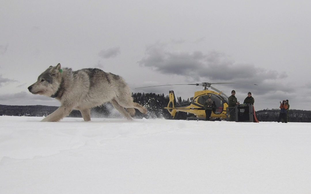 Too Many Moose? Just Add Wolves!