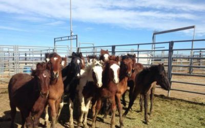 BLM Will Pay You to Adopt a Wild Horse