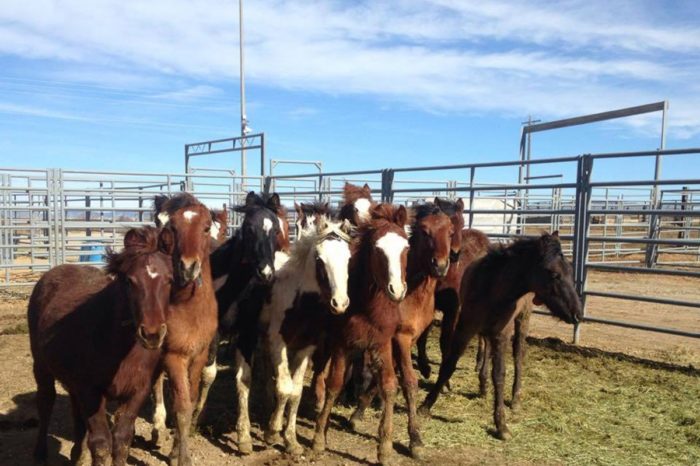 BLM Will Pay You to Adopt a Wild Horse
