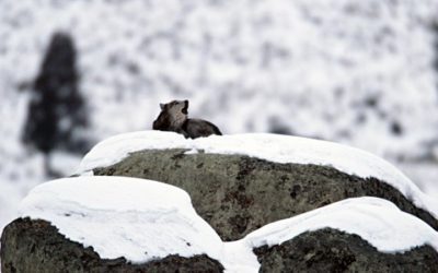 Bipartisan gray wolf delisting bill introduced by Enzi, Barrasso