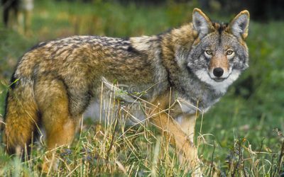 Sportsmen’s Alliance, New Mexico Coalition Save Trapping on Public Land