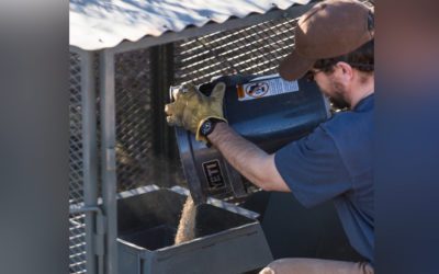 Medicated Feed May Stem Quail Decline
