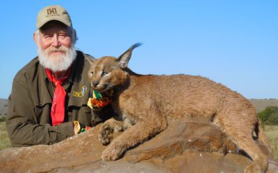 Cats in the Cactus 2