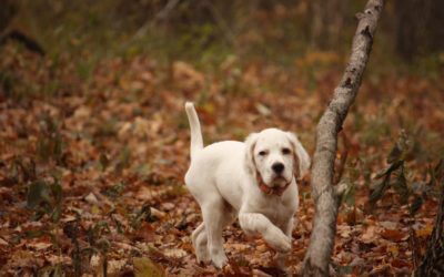 How to Eat an Elephant: One Bite at a Time