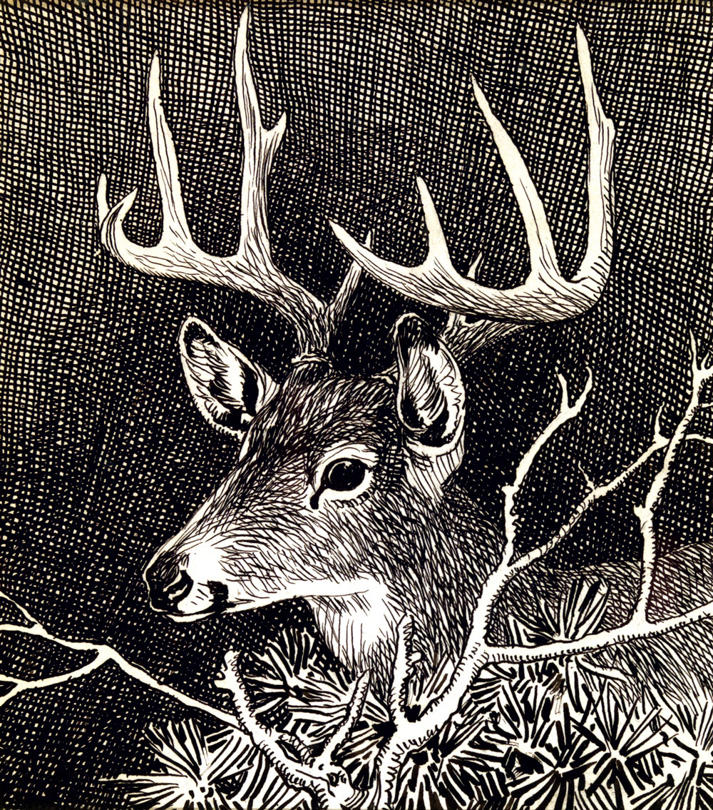 Lynn Bogue hunt whitetail buck deer art drawing