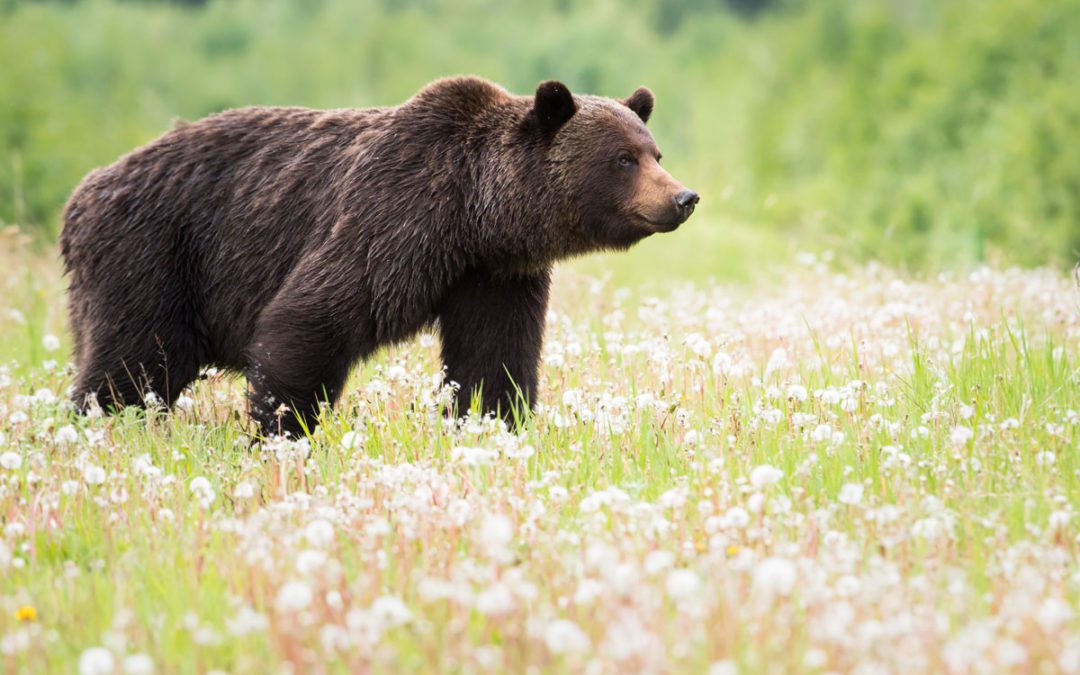 Teenager fights off grizzly thanks to luck, courage and pepper spray