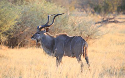 SCI President Babaz Responds To Anti-Hunting, Anti-Science Bill